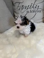 Oreo , a male Yorkshire Terrier for sale in Mojave, CA – Photo 2 of 3