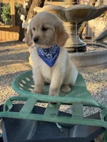 Kobe , a male Golden Retriever for sale in Mojave, CA – 6 of 6
