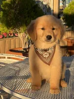 Luka , a male Golden Retriever for sale in Mojave, CA – 2 of 6