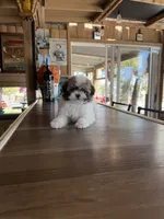 Cookie, a male Shihpoo for sale in Mojave, CA – 4 of 6