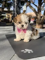 Dior , a female Shih Tzu for sale in Mojave, CA – 1 of 6