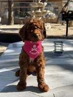 Cinnamon , a female Goldendoodle for sale in Mojave, CA – 4 of 7