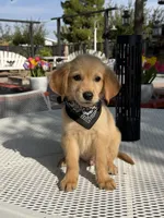 Luka , a male Golden Retriever for sale in Mojave, CA – 4 of 8