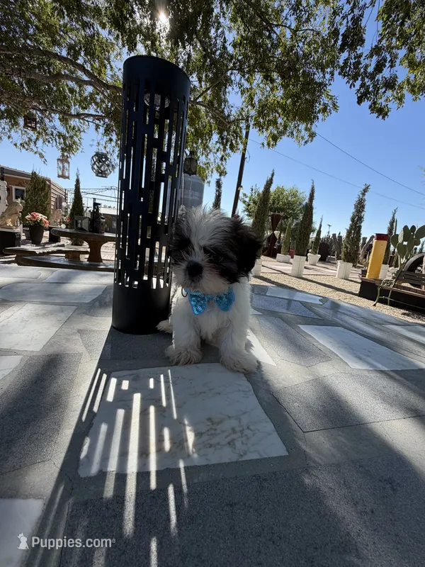 Oreo  – Shih Tzu puppy for sale in Mojave, CA