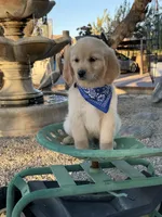 Kobe , a male Golden Retriever for sale in Mojave, CA – 5 of 6