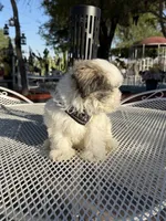 Domino , a male Shih Tzu for sale in Mojave, CA – 5 of 7