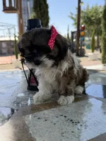 Lucy, a female Shih Tzu for sale in Mojave, CA – 6 of 6