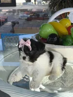 Dior , a female Shih Tzu for sale in Mojave, CA – Photo 7 of 7