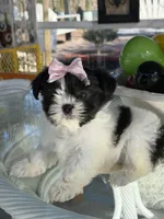 Dior , a female Shih Tzu for sale in Mojave, CA – Photo 6 of 7