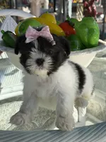 Dior , a female Shih Tzu for sale in Mojave, CA – Photo 3 of 7