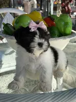 Dior , a female Shih Tzu for sale in Mojave, CA – Photo 2 of 7