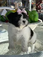 Dior , a female Shih Tzu for sale in Mojave, CA – Photo 4 of 7