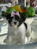 Dior , a female Shih Tzu for sale in Mojave, CA – Photo 5 of 7