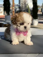 Dior , a female Shih Tzu for sale in Mojave, CA – 2 of 6
