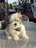 Domino , a male Shih Tzu for sale in Mojave, CA – 2 of 7
