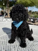 Kenny , a male Goldendoodle for sale in Mojave, CA – Photo 6 of 7