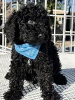 Kenny , a male Goldendoodle for sale in Mojave, CA – Photo 4 of 7