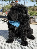 Kenny , a male Goldendoodle for sale in Mojave, CA – Photo 5 of 7