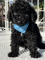Kenny , a male Goldendoodle for sale in Mojave, CA – Photo 1 of 7