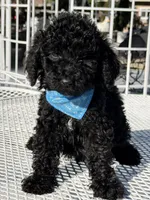 Kenny , a male Goldendoodle for sale in Mojave, CA – Photo 3 of 7