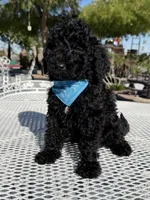Kenny , a male Goldendoodle for sale in Mojave, CA – Photo 7 of 7