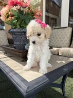 Mia , a female Poodle - Toy  for sale in Mojave, CA – 4 of 5