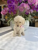 Lily , a female Poodle - Toy  for sale in Mojave, CA – 3 of 6