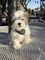 Domino , a male Shih Tzu for sale in Mojave, CA – 7 of 7