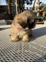 Dolly , a female Shih Tzu for sale in Mojave, CA – 2 of 5