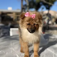 Diva , a female Pomeranian for sale in Mojave, CA – Photo 4 of 6