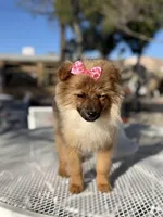Diva , a female Pomeranian for sale in Mojave, CA – Photo 4 of 6