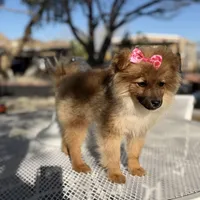 Diva , a female Pomeranian for sale in Mojave, CA – Photo 3 of 6