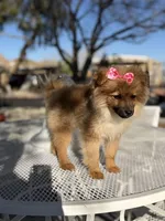 Diva , a female Pomeranian for sale in Mojave, CA – Photo 3 of 6