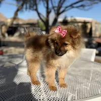 Diva , a female Pomeranian for sale in Mojave, CA – Photo 6 of 6
