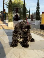 Daisy , a female Shih Tzu for sale in Mojave, CA – 3 of 8
