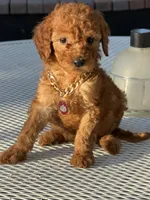 Chanel , a female Goldendoodle for sale in Mojave, CA – 5 of 6