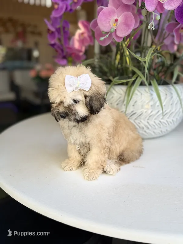 Ginger  – Shihpoo puppy for sale in Mojave, CA