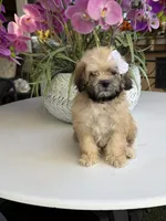 Ginger , a female Shihpoo for sale in Mojave, CA – 4 of 6