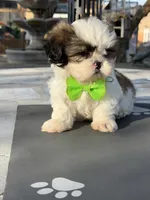 Penny , a male Shih Tzu for sale in Mojave, CA – 5 of 7