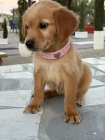 Cinnamon, a female Golden Retriever for sale in Mojave, CA – 4 of 7