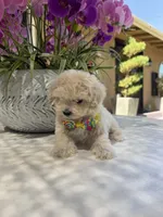 Casper , a male Maltipoo for sale in Mojave, CA – 3 of 6