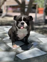 Kia , a female English Bulldog and French Bulldog for sale in Mojave, CA – 1 of 6