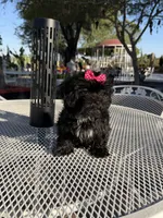 Daisy, a female Shih Tzu for sale in Mojave, CA – 4 of 4