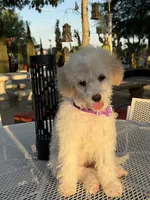 Blonde , a female Poodle - Miniature  for sale in Mojave, CA – 2 of 6