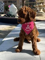 Cinnamon , a female Goldendoodle for sale in Mojave, CA – 7 of 7