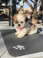 Dior , a female Shih Tzu for sale in Mojave, CA – 6 of 6