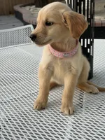 Rubi , a female Golden Retriever for sale in Mojave, CA – 4 of 5