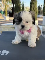 Daisy , a female Shih Tzu for sale in Mojave, CA – 2 of 5