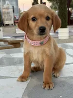 Cinnamon, a female Golden Retriever for sale in Mojave, CA – 5 of 7
