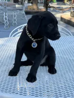 Maxx, a male Labrador Retriever for sale in Mojave, CA – 2 of 7